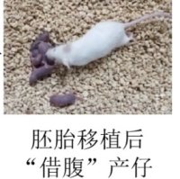 小鼠生殖力挽救技术服务并快速扩繁至纯合子