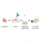 原代細胞制備與培養