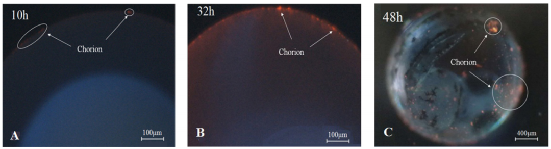 用代谢组学的方式探索斑马鱼胚胎奥秘