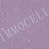 大鼠肌腱干细胞（永生化）