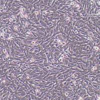 RMC-1大鼠视网膜muller细胞丨RMC-1细胞株