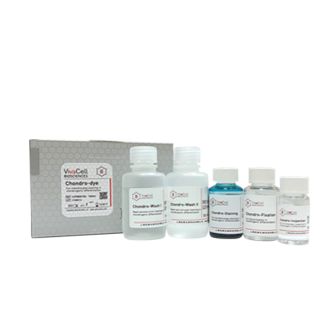 间充质干细胞软骨分化染色试剂盒