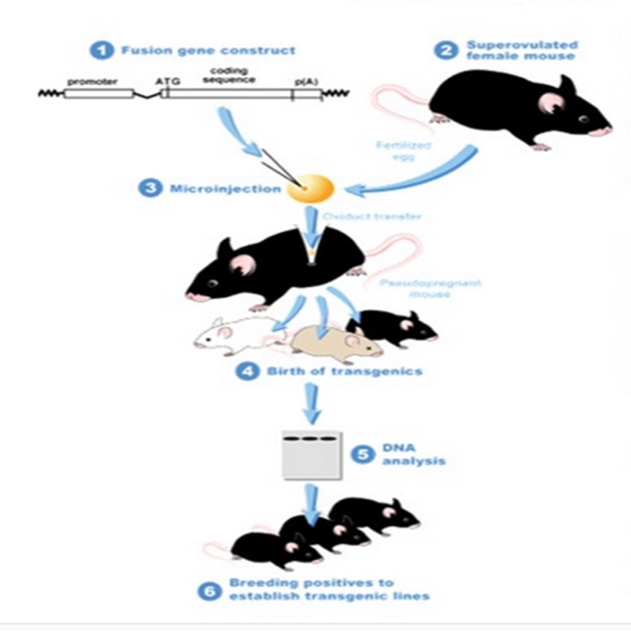 原核注射介导的转基因小鼠技术服务