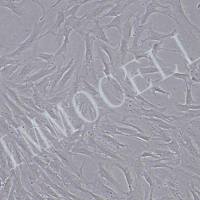 大鼠主动脉内皮细胞（永生化）