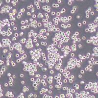 LLC-WRC-256大鼠腹水癌细胞丨LLC-WRC-256细胞株