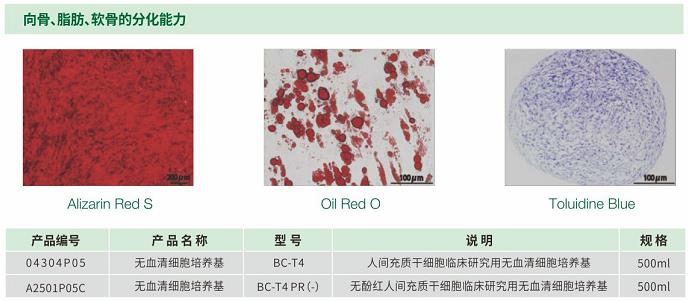 贝索细胞/CSTI  |  无血清细胞培养液 BC-T4/B