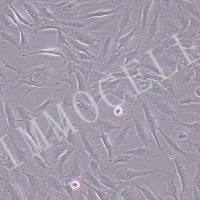 SCC7小鼠头颈鳞癌细胞系丨SCC7细胞株丨逸漠(immocell)