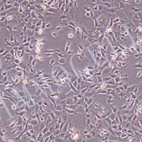M-1小鼠肾集合管细胞（SV40转化）丨M-1细胞株