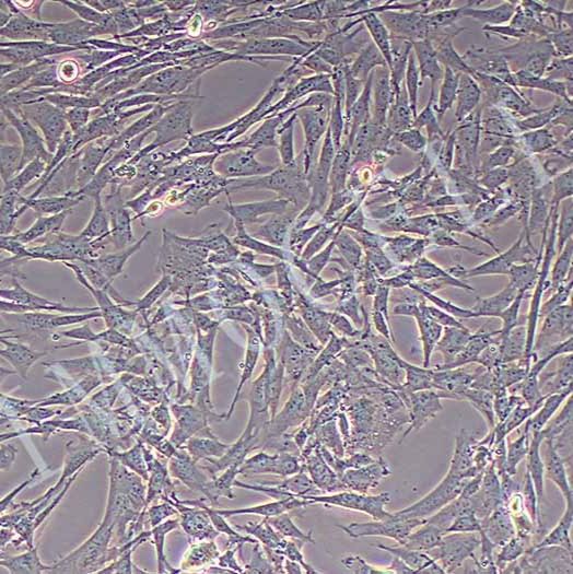 小鼠肺成纤维细胞（永生化）丨逸漠(immocell)