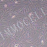 小鼠肺成纤维细胞（永生化）丨逸漠(immocell)