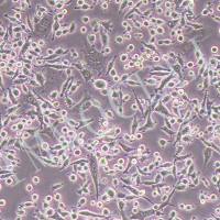 WEHI 164小鼠纤维肉瘤细胞丨WEHI 164细胞株
