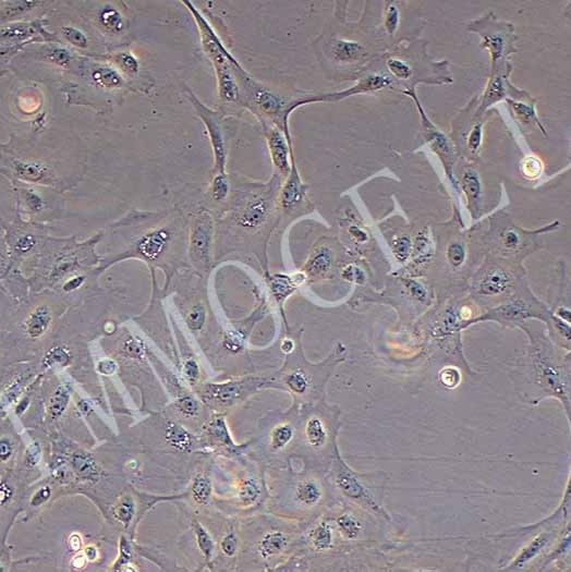 猪子宫内膜上皮细胞永生化丨逸漠(immocell)