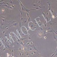 猪子宫内膜上皮细胞永生化丨逸漠(immocell)