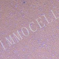 鸡胚成纤维细胞永生化丨种属鉴定正确