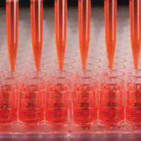 Nunc Edge 2 96孔板，F型底，细胞培养表面，无菌，不带盖  167554