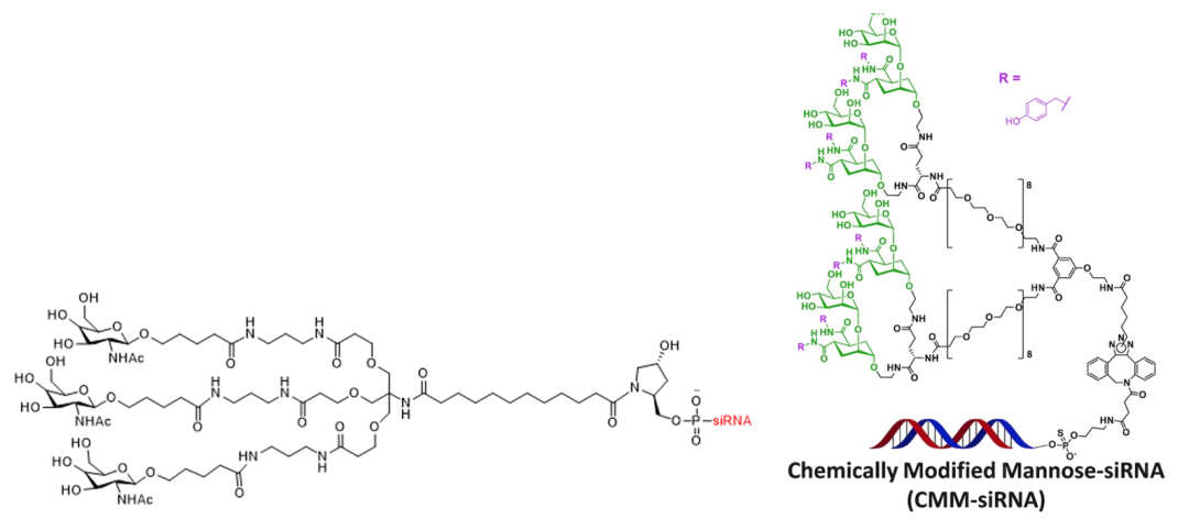 小核酸药物的 GalNAc（N-乙酰半乳糖胺）递送系统