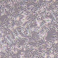 NE-4C小鼠神经干细胞丨NE-4C细胞株