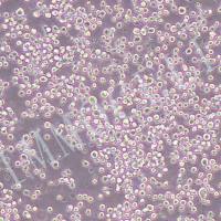 P3/NSI/1-Ag4-1小鼠骨髓瘤细胞