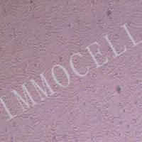 小鼠主动脉血管平滑肌细胞（永生化）