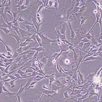 HL-1小鼠心肌细胞丨HL-1细胞株丨HL-1购买