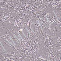 小鼠骨髓间充质干细胞（永生化）