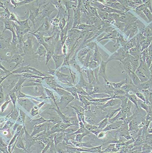 猪主动脉内皮细胞（永生化）丨逸漠(immocell)