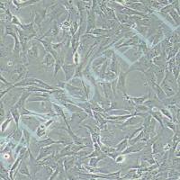 猪主动脉内皮细胞（永生化）丨逸漠(immocell)