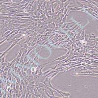 猪脂肪干细胞永生化APC-large T丨逸漠(immocell)