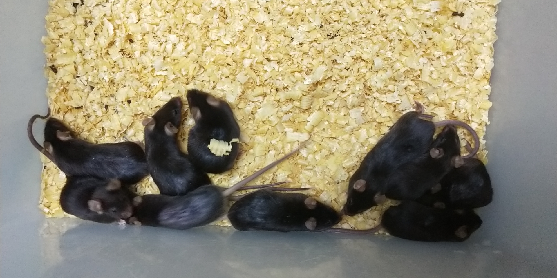 干货 | 老年鼠饲养 tips（第二弹）