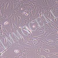 猪主动脉平滑肌细胞永生化丨逸漠(immocell)
