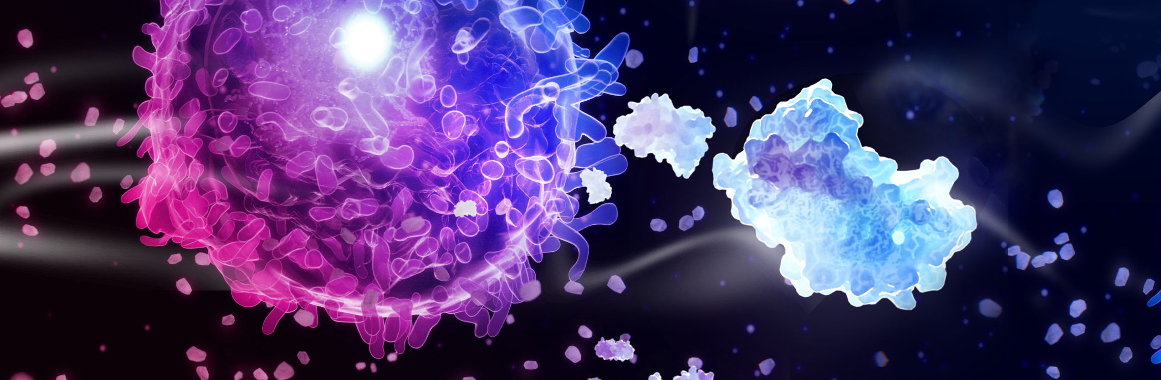 新型白细胞介素-6 (IL-6)兔重组单克隆抗体