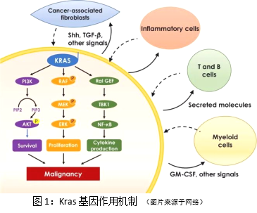 KRAS G12C靶点—“不可成药”已成为过去式