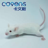 BALB/c小鼠 SPF级 长期供应出售  开学季 10送1