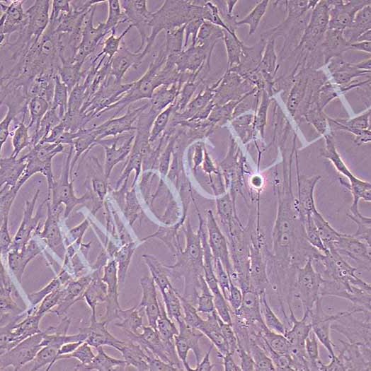 猪脂肪干细胞（永生化）丨逸漠(immocell)