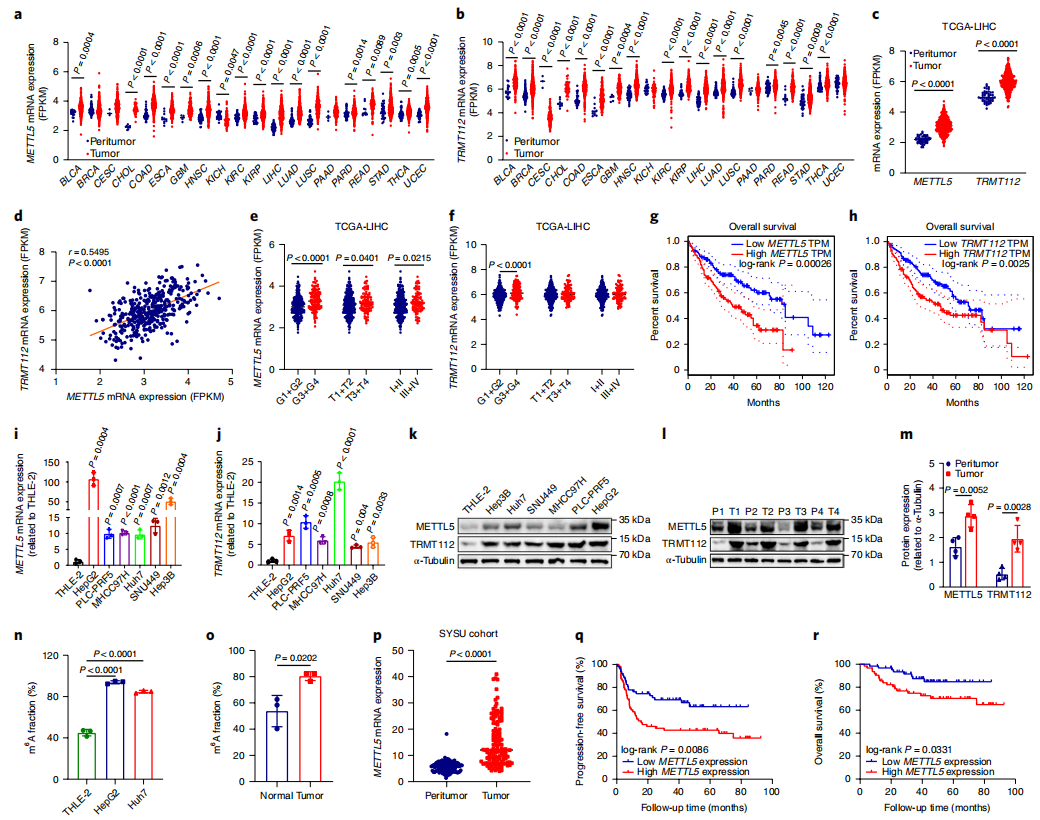 代谢组学非靶标代谢流助力揭示18SrRNA中m6A控制