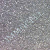 s2果蝇胚胎细胞丨s2细胞株丨逸漠(immocell)