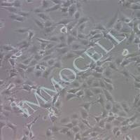 BWEL水牛细胞丨BWEL细胞株丨逸漠(immocell)