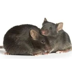 BKS-m/m小鼠db/db对照小鼠自发II型糖尿病模型