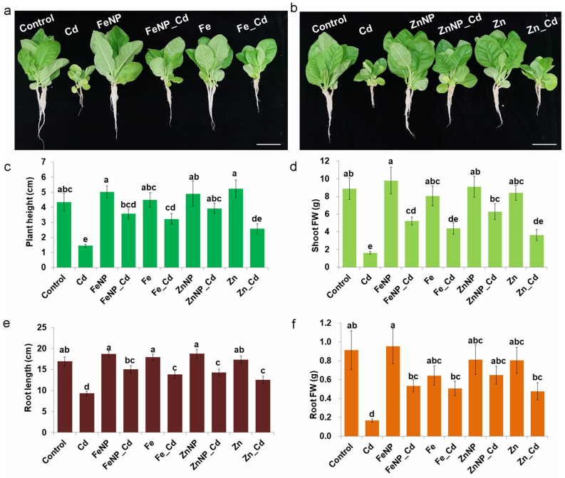 用代谢组学解密纳米颗粒缓解烟草重金属中毒机制