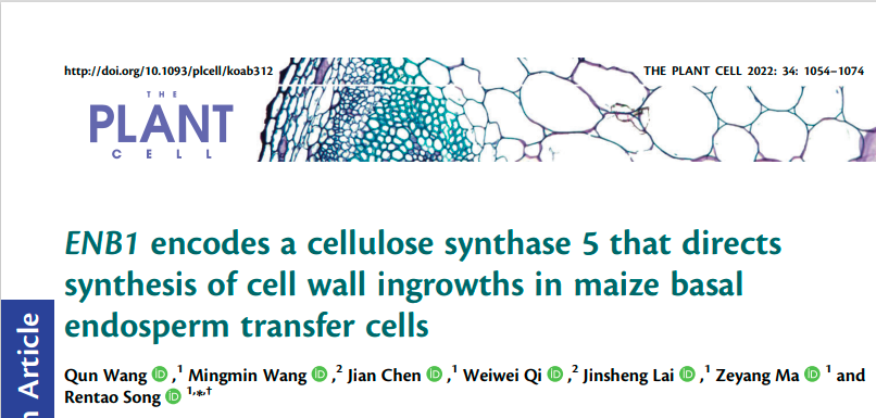 海狸磁珠助力研究玉米突变体，为谷物增产提供新思路