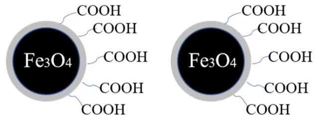 磁珠：蛋白互作小帮手