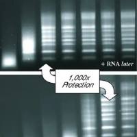 RNAlater 热销 500mL/瓶（热销）