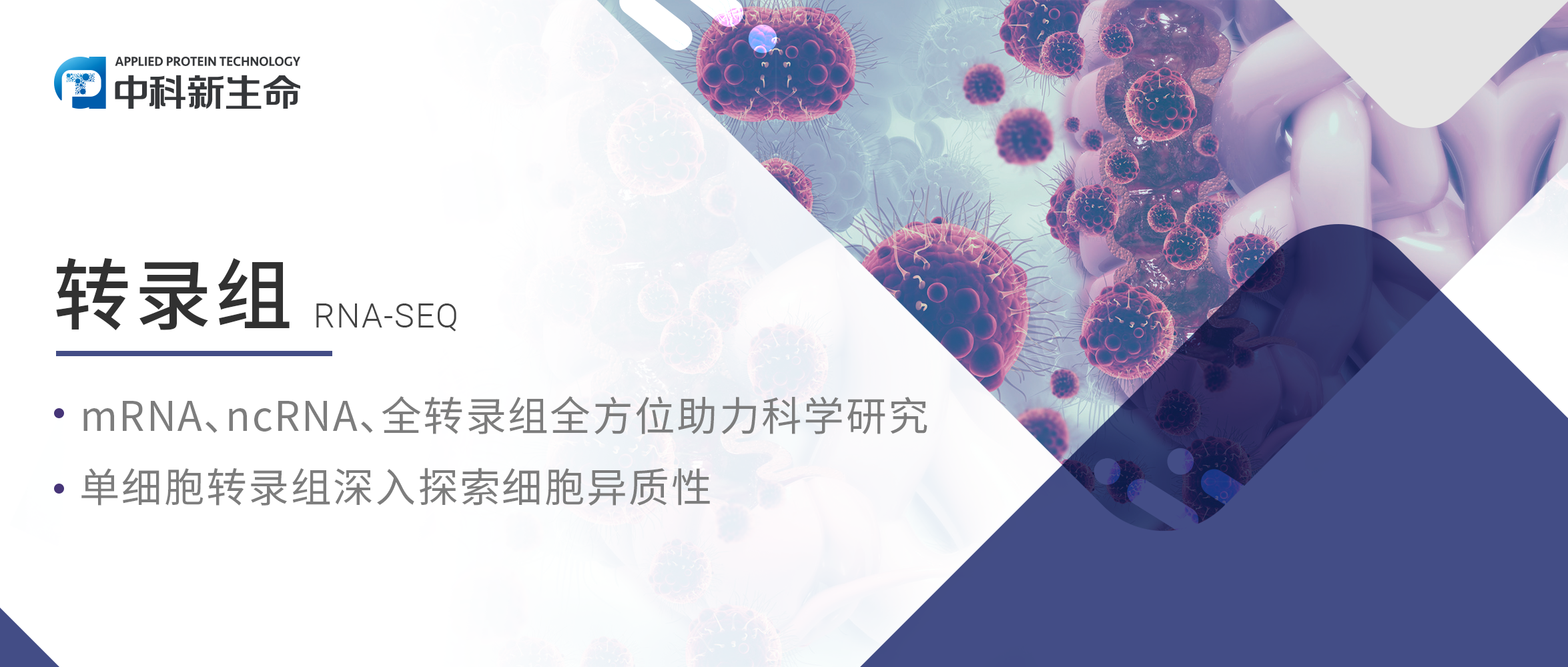 项目文章JCI（IF 19.5）| 暨南大学张冬梅教授团队利用转录+蛋白联合解析结直肠癌肝转移药物耐药新机制