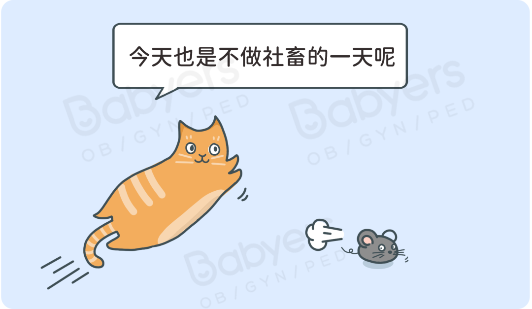 怀孕就要扔掉猫？猫：总有刁民想害朕！