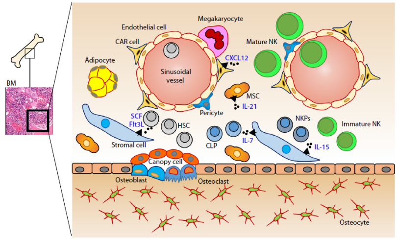 NK细胞相关治疗策略的非临床研究模型选择
