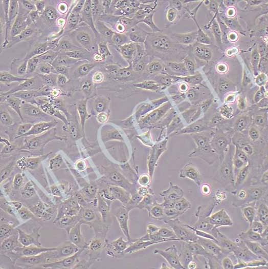 GES-1人胃黏膜上皮细胞 价格丨ges1细胞 逸漠(immocell)丨STR鉴定图谱