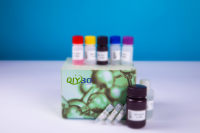 大鼠胃动素(MTL)ELISA试剂盒