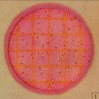 大肠菌群测试片