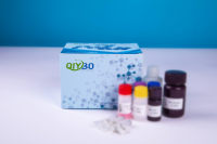 维生素B6含量检测试剂盒