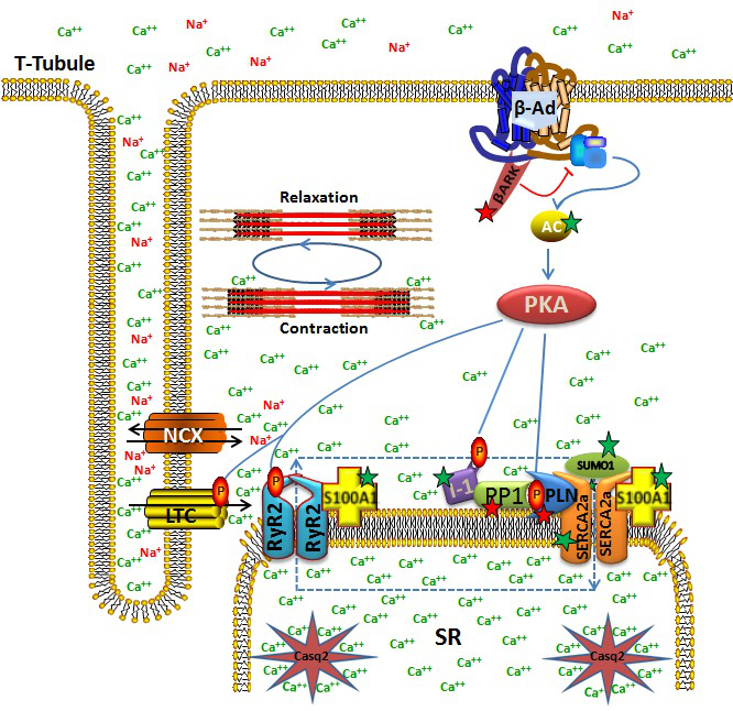 AAV在治疗心脏疾病中的应用